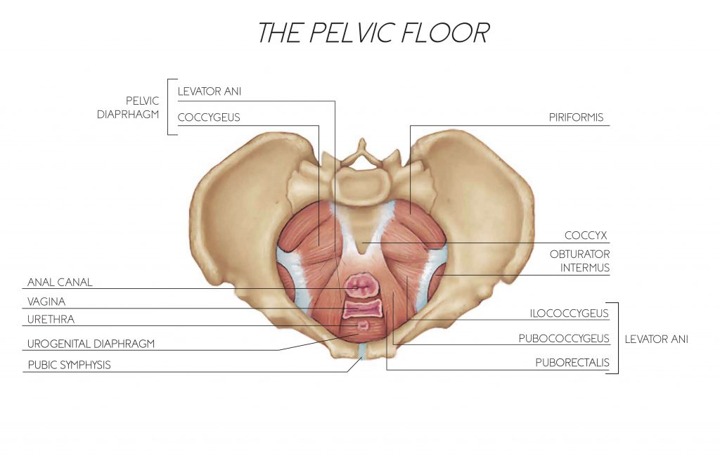 Pubococcygeus Pelvic Floor