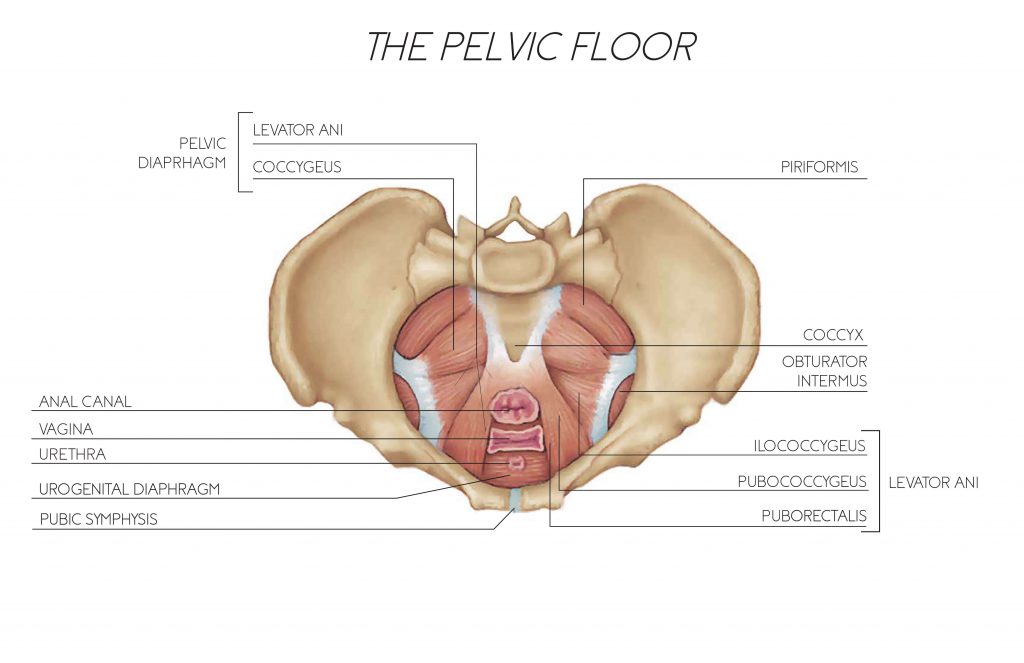 What is the Pelvic Floor?